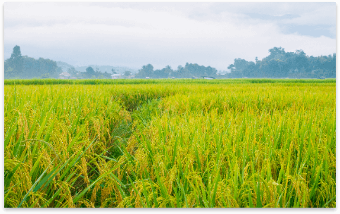 Rice Farm